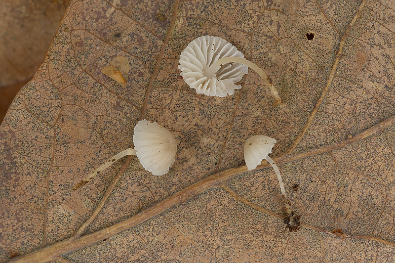 Mycena hiemalis